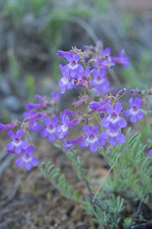 Gardinier's penstemon  Gardinier's penstemon,Geotagged,Penstemon gairdneri,Spring,United States