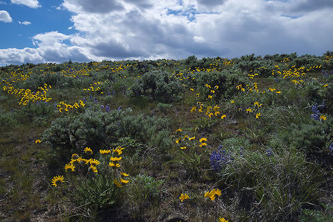 Balsams in the steppe  Balsamorhiza hookeri,Geotagged,Spring,United States