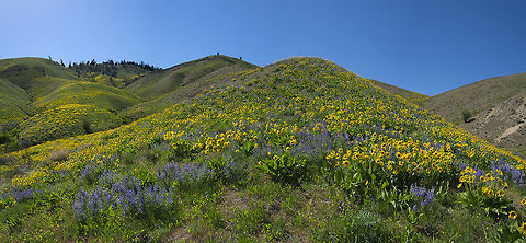 Arrowleaf Balsamroot Superbloom - Washington style :) Arrowleaf Balsamroot,Balsamorhiza sagittata,Geotagged,Spring,United States