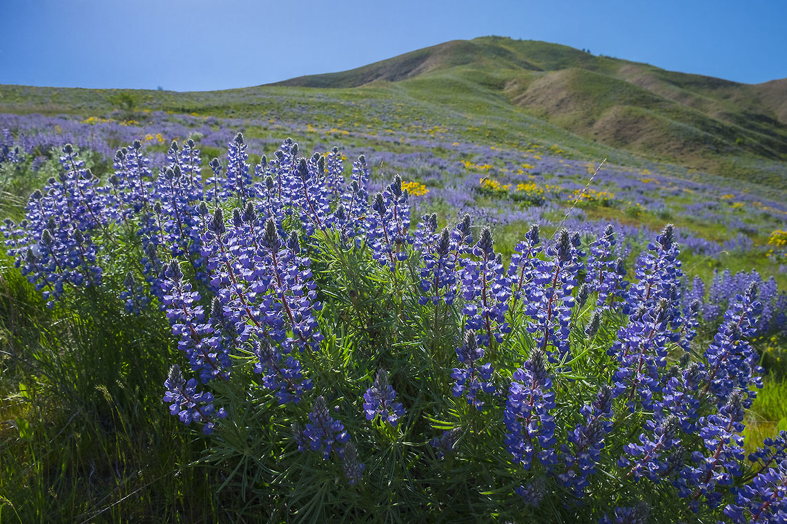 Silky lupine  Geotagged,Lupinus sericeus,Silky Lupine,Spring,United States