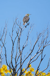 Western meadow lark often heard, but shy so seldom seen Geotagged,Spring,Sturnella neglecta,United States,western meadowlark