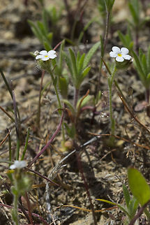 Cryptantha sp. not sure which one....  Geotagged,Spring,United States