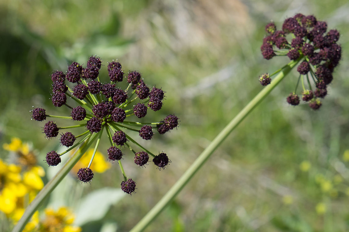 Wenatchee desert parsley  Geotagged,Lomatium cuspidatum,Spring,United States