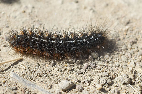 caterpillar  Geotagged,Spring,United States