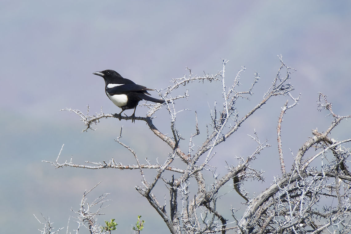 black-billed magpie  Black-billed magpie,Geotagged,Pica hudsonia,Spring,United States
