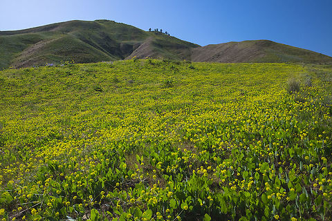biscuit root bloom!  Barestem biscuitroot,Geotagged,Lomatium nudicaule,Spring,United States