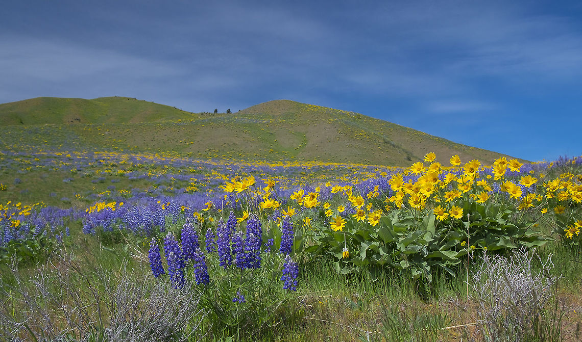 Sage Hills Wenatchee, Washington Silky lupine and arrowleaf balsamroot  Geotagged,Lupinus sericeus,Silky Lupine,Spring,United States