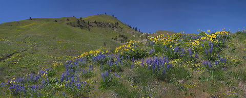 Sage Hills panorama silky lupine, arrowleaf balsamroot and barestem biscuitroot  Geotagged,Lupinus sericeus,Silky Lupine,Spring,United States