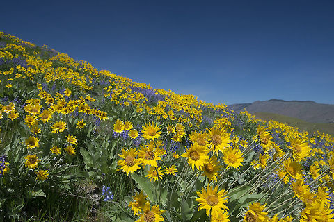 Arrowleaf balsamroot Sage Hills Wenatchee, Washington Arrowleaf Balsamroot,Balsamorhiza sagittata,Geotagged,Spring,United States