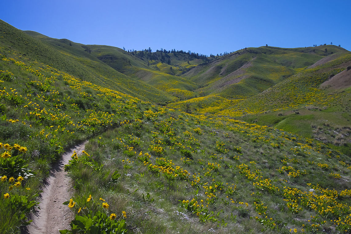 Balsamroot colors the hillsides It won&#039;t be long before these hills are dry and brown and dusty, but for now they are brilliantly colored with bright new grasses and brilliantly yellow balsamroot. Balsamorhiza sagittata,Geotagged,Spring,United States