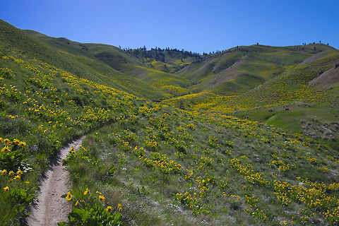 Balsamroot colors the hillsides It won't be long before these hills are dry and brown and dusty, but for now they are brilliantly colored with bright new grasses and brilliantly yellow balsamroot. Balsamorhiza sagittata,Geotagged,Spring,United States