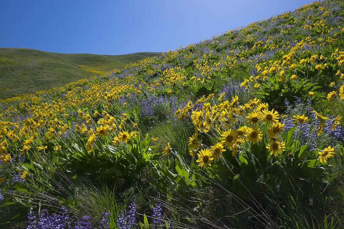 backlit balsams later in the day the backlit flowers appear to almost glow Balsamorhiza sagittata,Geotagged,Spring,United States