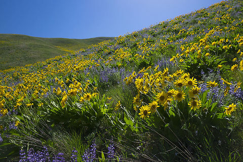 Arrowleaf Balsamroot