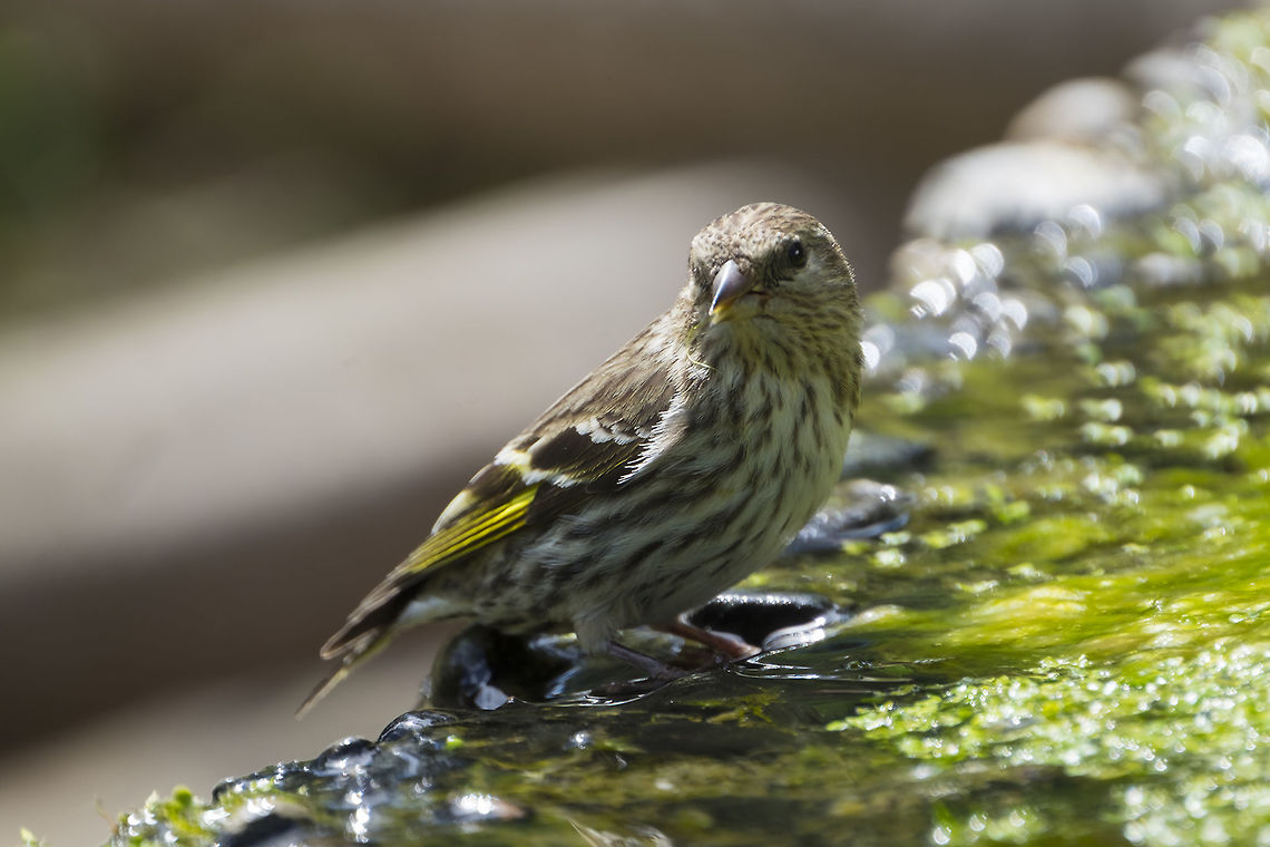 Pine siskin  Geotagged,Pine siskin,Spinus pinus,Spring,United States
