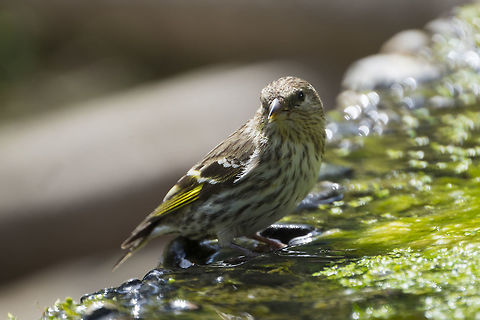 Pine siskin  Geotagged,Pine siskin,Spinus pinus,Spring,United States