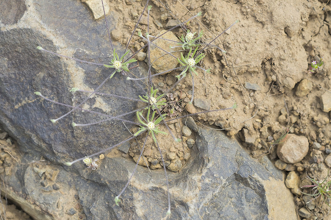 whip pussytoes  Antennaria flagellaris,Geotagged,Spring,United States
