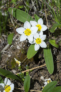 dwarf monkey-fiddle  Geotagged,Hesperochiron pumilus,Spring,United States,dwarf monkey-fiddle