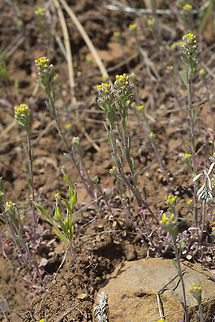 desert alyssum introduced Alyssum desertorum,Geotagged,Spring,United States