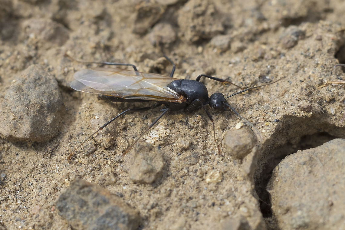 western carpenter ant I'm pretty sure I've got this one right. This species seems distinct from the others that live in this area - small head, heavy body, very long limbs and antenna, but if the ant expert is out there, please do correct me, if I am wrong. Camponotus vicinus,Geotagged,Spring,United States