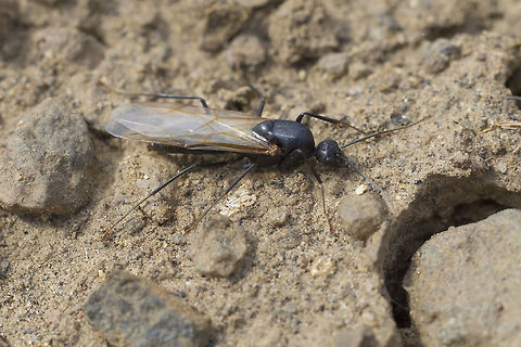 western carpenter ant I'm pretty sure I've got this one right. This species seems distinct from the others that live in this area - small head, heavy body, very long limbs and antenna, but if the ant expert is out there, please do correct me, if I am wrong. Camponotus vicinus,Geotagged,Spring,United States