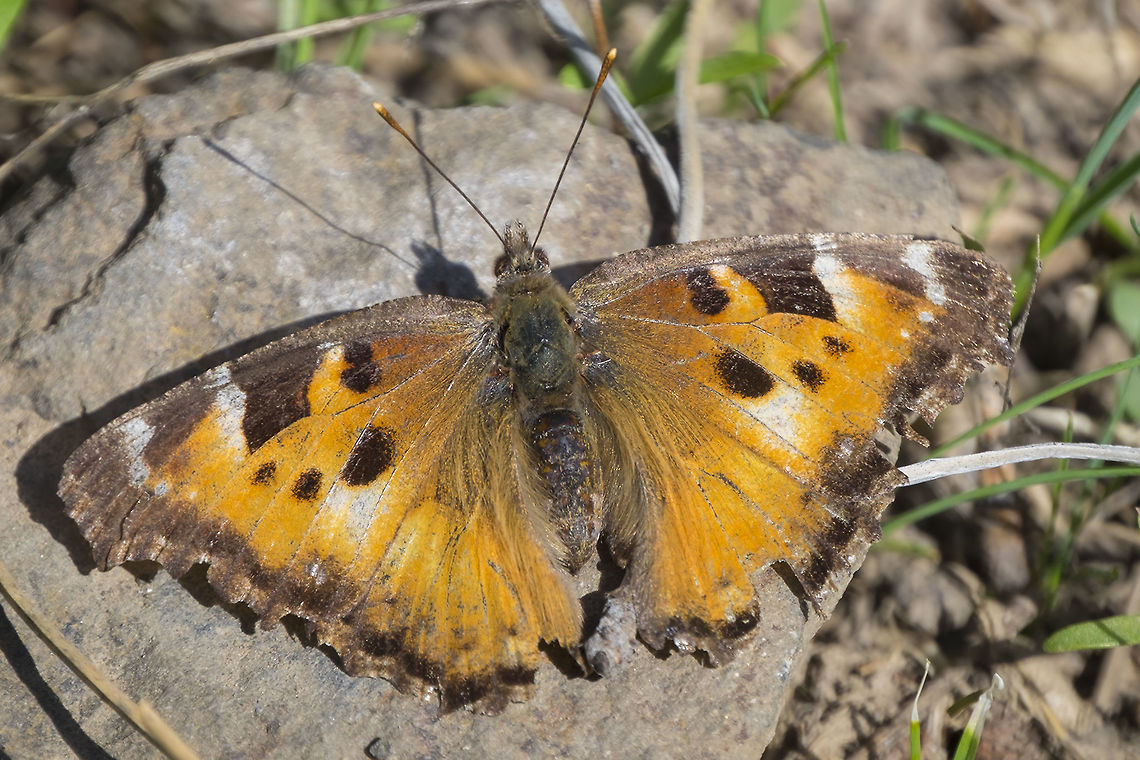 second year adult  California tortoiseshell,Geotagged,Nymphalis californica,Spring,United States