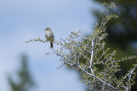 flycatcher These are best separated from their look-a-likes by call... unfortunately this time we've got no recording. As the last one spotted in this area was a dusky flycatcher, this species is a good possibility, but it could also be a gray flycatcher. Geotagged,Spring,United States