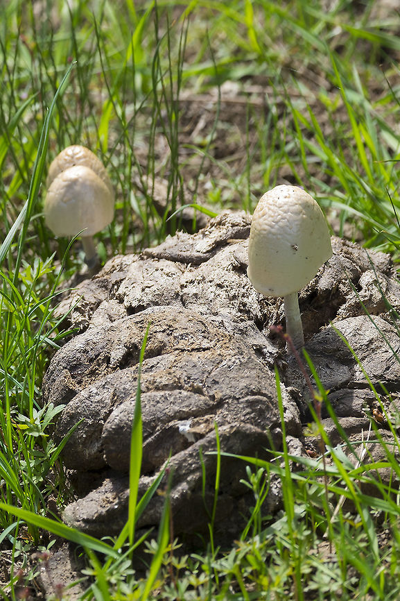 Panaeolus semiovatus  Geotagged,Panaeolus semiovatus var. semiovatus,Shiny mottlegill,Spring,United States