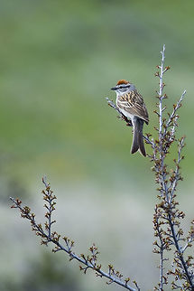 Chipping sparrow  Chipping Sparrow,Geotagged,Spizella passerina,Spring,United States