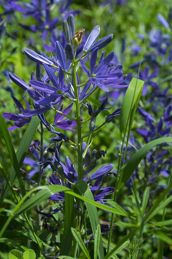 great camas  Camassia leichtlinii,Geotagged,Spring,United States
