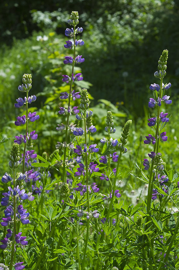 big leaf lupine  Bigleaf Lupine,Geotagged,Lupinus polyphyllus,Spring,United States