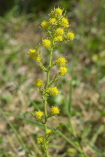 western yellow cress  Curvepod yellowcress,Geotagged,Rorippa curvisiliqua,Spring,United States