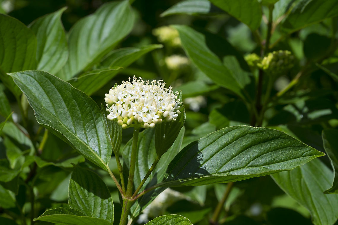 smooth viburnum  Geotagged,Spring,United States,Viburnum nudum,viburnum nudum