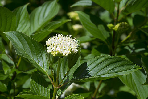 smooth viburnum Geotagged,Spring,United States,Viburnum nudum,viburnum nudum