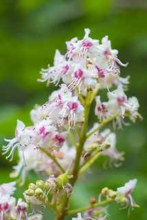 horse chestnut flowers  Aesculus hippocastanum,Geotagged,Horse-chestnut,Spring,United States