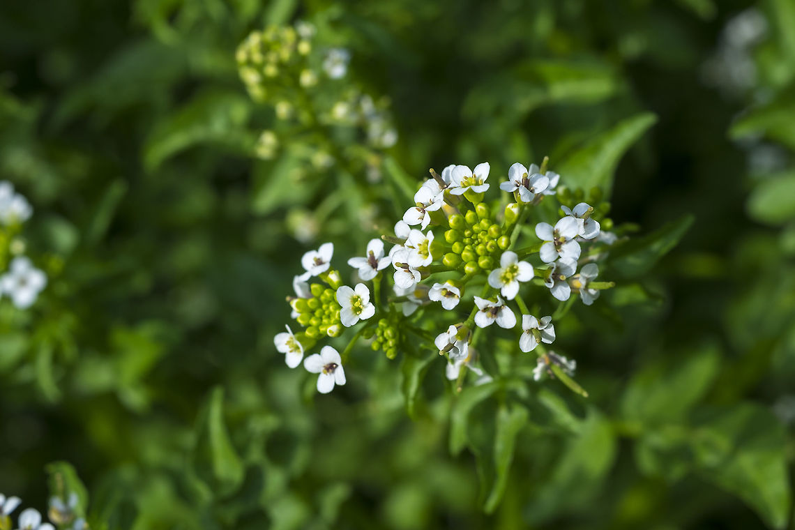 watercress  Geotagged,Nasturtium officinale,Spring,United States