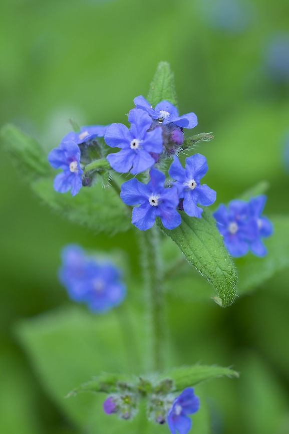 evergreen bugloss  Geotagged,Green alkanet,Pentaglottis sempervirens,Spring,United States