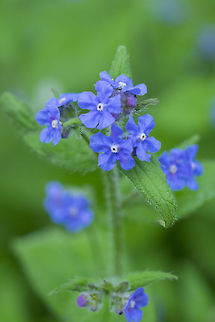 evergreen bugloss  Geotagged,Green alkanet,Pentaglottis sempervirens,Spring,United States