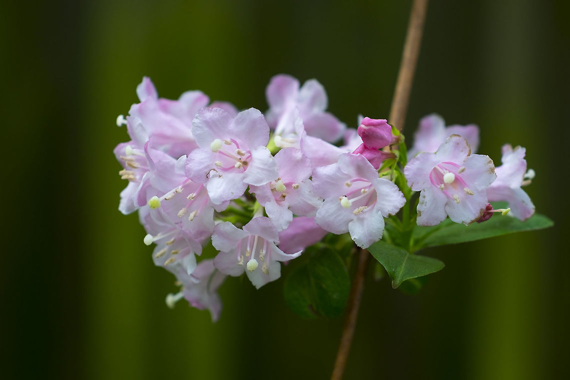 garden weigela  Geotagged,Spring,United States,Weigela hortensis