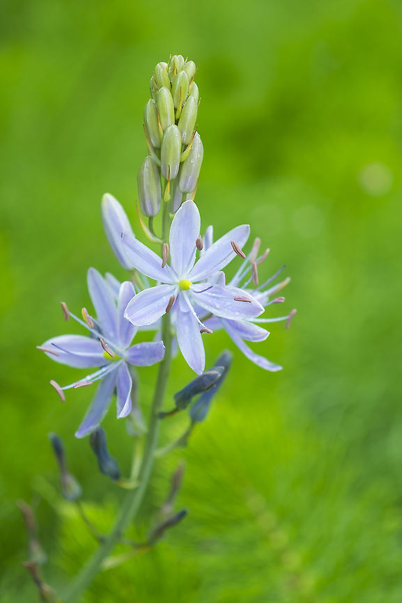 great camas I think perhaps the city parks have recently started planting this charming (and native) flower. Camassia leichtlinii,Geotagged,Great camas,Spring,United States