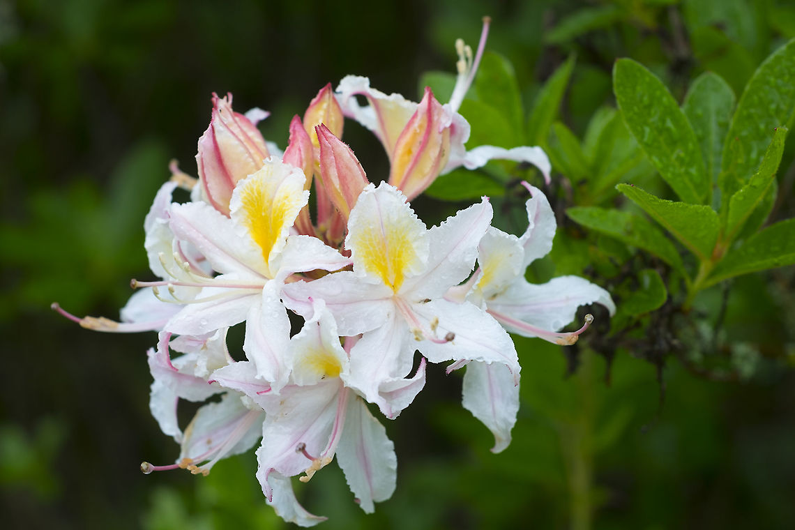 western azalea  Geotagged,Rhododendron occidentale,Spring,United States