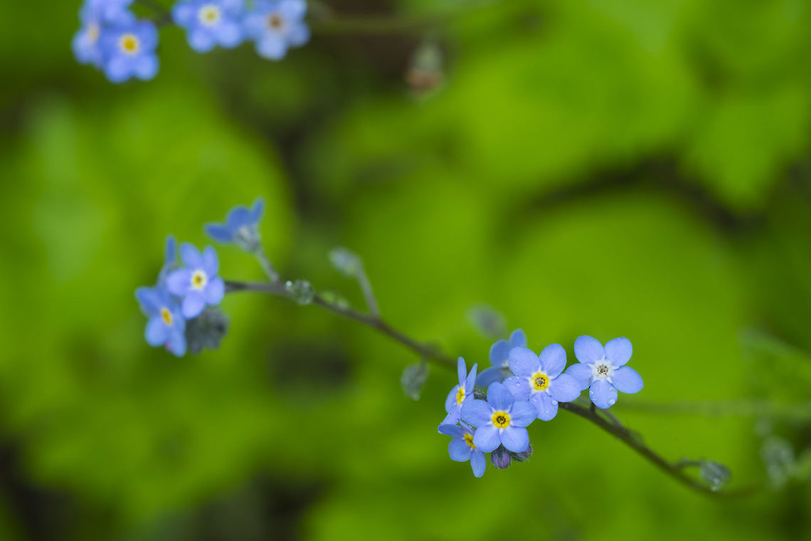 woodland forget-me-not  Geotagged,Myosotis sylvatica,Spring,United States,Woodland Forget-Me-Not