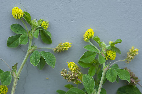 black medic  Black medick,Geotagged,Medicago lupulina,Spring,United States