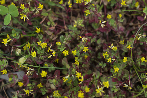 least hop clover  Geotagged,Little hop clover,Spring,Trifolium dubium,United States