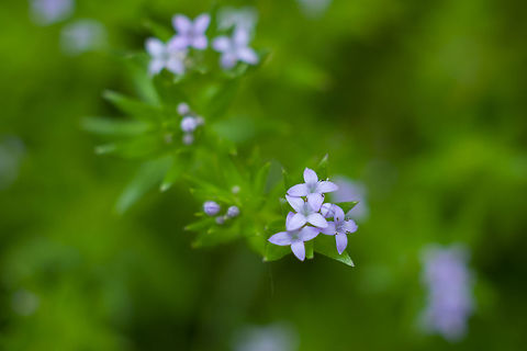 blue field madder  Blue field-madder,Geotagged,Sherardia arvensis,Spring,United States