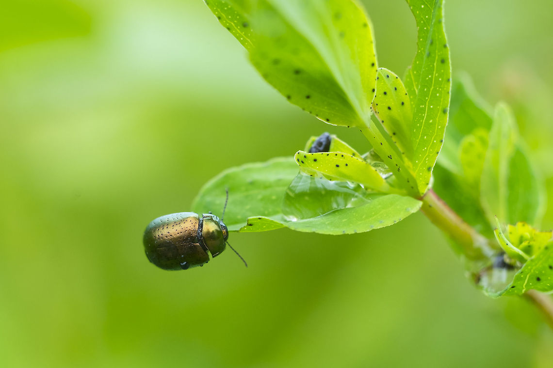 St. John's wort beetle imported for weed control Chrysolina hyperici,Geotagged,Spring,St Johns Wort Beetle,United States