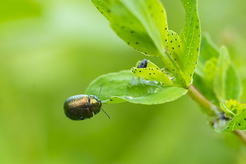 St. John's wort beetle imported for weed control Chrysolina hyperici,Geotagged,Spring,St Johns Wort Beetle,United States