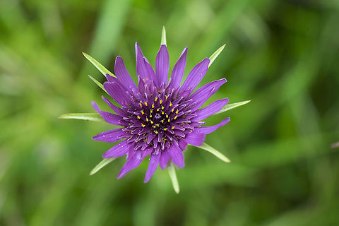 Purple salsify introduced Geotagged,Purple salsify,Spring,Tragopogon porrifolius,United States