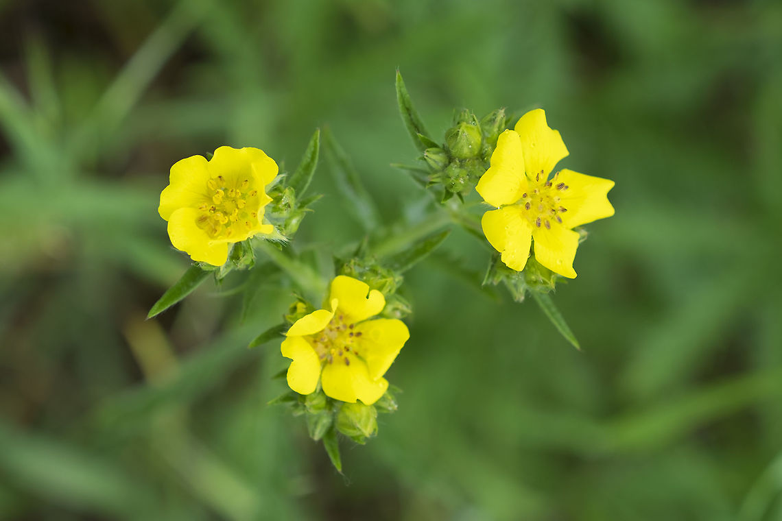 slender cinquefoil  Geotagged,Potentilla gracilis,Slender cinquefoil,Spring,United States