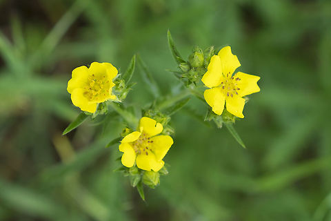 slender cinquefoil  Geotagged,Potentilla gracilis,Slender cinquefoil,Spring,United States