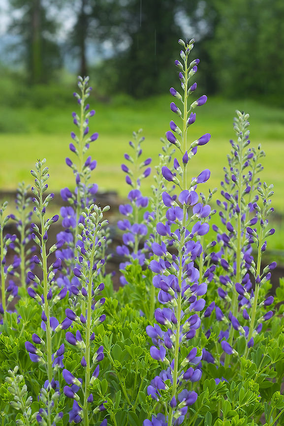 blue false indigo  Baptisia australis,Geotagged,Spring,United States